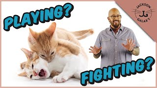 Are My Cats Playing or Fighting  Cat Playing vs Cat Aggression [upl. by Rivi751]