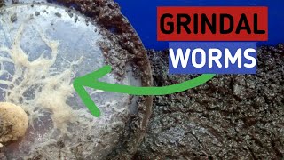 How To Culture Grindal Worms Soiless Method 2020 Best Tip [upl. by Ofori]