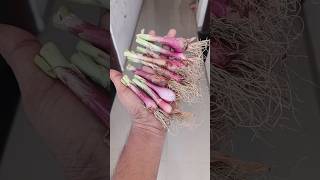 Onions vs Coco peat 😍 indianfarmer gardeningtips terrecegarden viralshorts phoolpatte shorts [upl. by Teplitz]