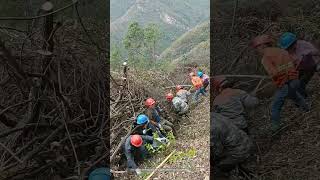 Process Of Removing Dry Firewood To Set Up A Fire  Break In The Mountain Forest [upl. by Abita]