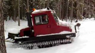 Bombardier Bombi in Swedish forest [upl. by Yelssew441]