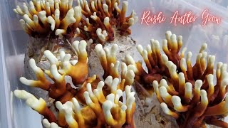 REISHI SPAWN AND SUBSTRATE TIPS Antler Style Reishi Grow [upl. by Jaquelin770]