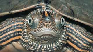 False Map Turtle Graptemys pseudogeographica [upl. by Ruosnam]