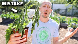 You’re Killing Your Tomatoes if You Do This 5 MISTAKES You Can’t Afford to Make Growing Tomatoes [upl. by Schwing908]