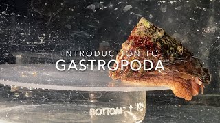 Introduction to Gastropoda [upl. by Lehrer]