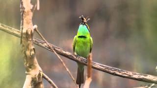 Art of Bee Eating Green Bee eater [upl. by Blackmore]