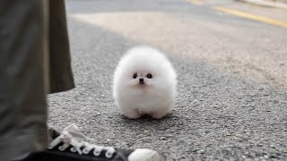 Mini teacup white pomeranian RONAN [upl. by Duong935]