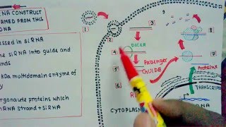 RNAi and Si RNA mediated knockdown [upl. by Ayikan708]