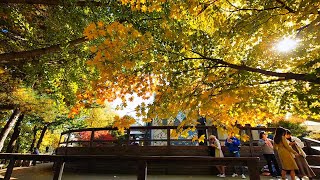 【南怡島남이섬】音樂博物館 Nami Island Korea [upl. by Burney]