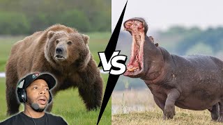 Kodiak Bear vs Hippo  Who Would ACTUALLY Win [upl. by Dichy]