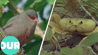 A Yearlong Expedition Captures the Eclectic Wild Life of Ascension Island  Our World [upl. by Ellekram]