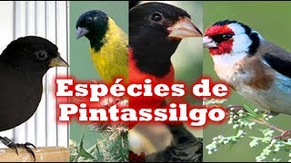 Todas Epécies de Pintassilgos [upl. by Toland]