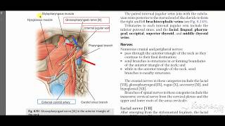 Glossopharyngeal course 1 [upl. by Eidob]