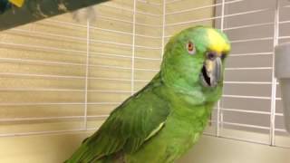 Talented parrot sings songs and does impressions [upl. by Mure]