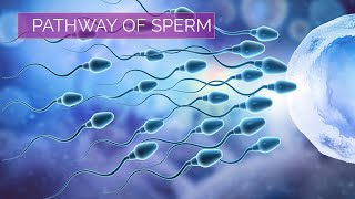 Pathway of Sperm  Male Reproductive System [upl. by Tatianas]