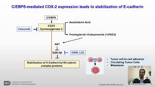 Stabilization of Ecadherin adhesions and metastatic breast cancer [upl. by Ahseuqram]