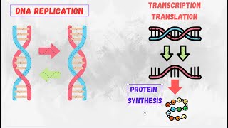 DNA Replication Transcription Translation amp Protein Synthesis  Complete Overview for Students [upl. by Eilrebmik]