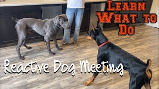 Learn how to let your reactive dog meet other dogs [upl. by Dorraj113]