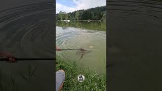 💔 fishing carps carphunter carpfishing carp carpfishinglife lake [upl. by Laynad369]