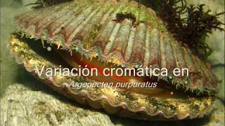 Variacion cromática en Argopecten purpuratus [upl. by Tnek370]