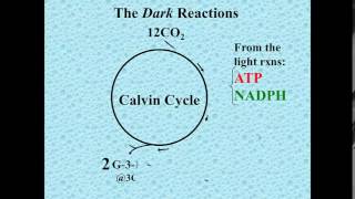 Dark reactions photosynthesis [upl. by Lamond]