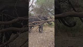 Tarangire Narional Park safari tarangire africa tanzania wildlife wildanimals travel [upl. by Dombrowski]