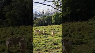 Flaxton The Blackall Range Sunshine Coast Hinterland Queensland Australia 🐓🌺🇦🇺 [upl. by Tigram]