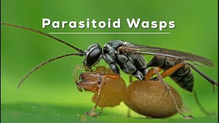 A Twist in the Tale Parasitoid Wasps [upl. by Connelley]