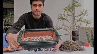 How to Repot Bonsai  Carmona Bonsai  Fukien Tree [upl. by Hacissej]