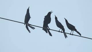 Mysterious male dance in Greattailed Grackle [upl. by Leima247]