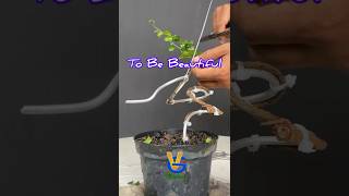 Creating a beautiful bonsai tree concept [upl. by Symer43]