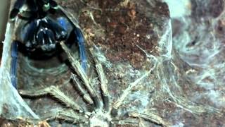 Chilobrachys dyscolus quotVietnam Bluequot pairing 2 82 [upl. by Ahsait]