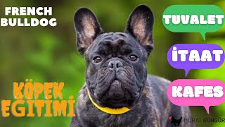 Köpek Temel İtaat Tuvalet ve Kafes Eğitimi  French Bulldog [upl. by Nuahsor360]