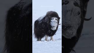 Musk Ox  Icy Titan Warrior [upl. by Nessah]