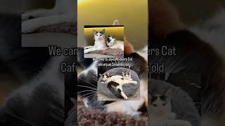 Herdy amp Gerdy’s story🧡 rescuecats catlover cutecat catcafe cats javawhiskers [upl. by Ruff]