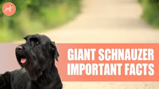 Giant Schnauzer 11 Important Facts You Must Know Before Getting One [upl. by Llerrat]