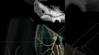 Femoral Sheath [upl. by Tumer]