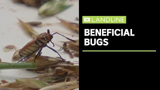 Meet the beneficial bugs helping this macadamia farm keep pests at bay  Landline [upl. by Annuhsal]