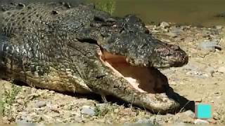 DOCUMENTAL EL COCODRILO MARINO DE AUSTRALIA NATIONAL GEGRAPHI [upl. by Aimej]