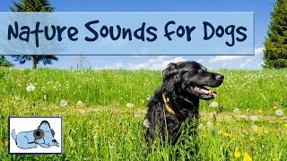 Relaxing Music for Stressed Dogs with Nature Sounds to Improve Behaviour in Storms [upl. by Millur530]