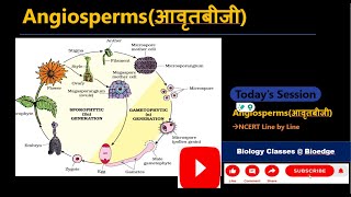 Angiospermsआवृतबीजी and alternation of generation NCERTCLASS 11 BIOLOGYNEET [upl. by Aicemak]