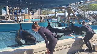 3 Orca Killer Whales at Seaworld in San Antonio  behide the scenes event 2022 in 4K [upl. by Paris309]