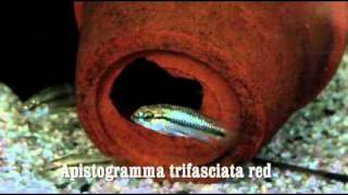 Apistogramma trifasciata red [upl. by Yahs526]