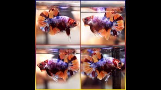 Betta Fish Fancy DRAGON NEMO BLUE MARBLE KOI Halfmoon Plakat HMPK Male P208 [upl. by Hajile]