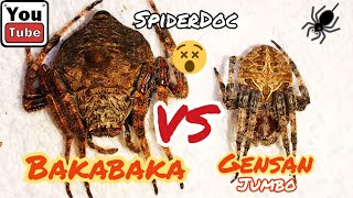 BAKABAKA vs GENSAN SinTigas ng Bato Di TATALAB ang PANGIL mo Ayaw Magpatalo LOADED Spider Fight [upl. by Nava]