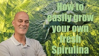 How to easily grow you own fresh Spirulina [upl. by Dusza281]