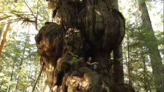 Canadas Largest Tree  The Cheewhat Giant [upl. by Den143]