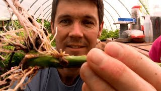 How to Grow Roses From Cuttings Fast and Easy  Rooting Rose Cuttings with a 2 Liter Soda Bottle [upl. by Asyram249]