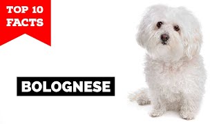 Bolognese Dog  Top 10 Facts [upl. by Tidwell]