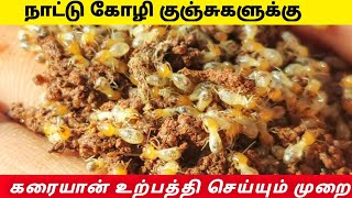 கரையான் உற்பத்தி செய்வது எப்படி  Karaiyan Urpathi [upl. by Nirtiak]